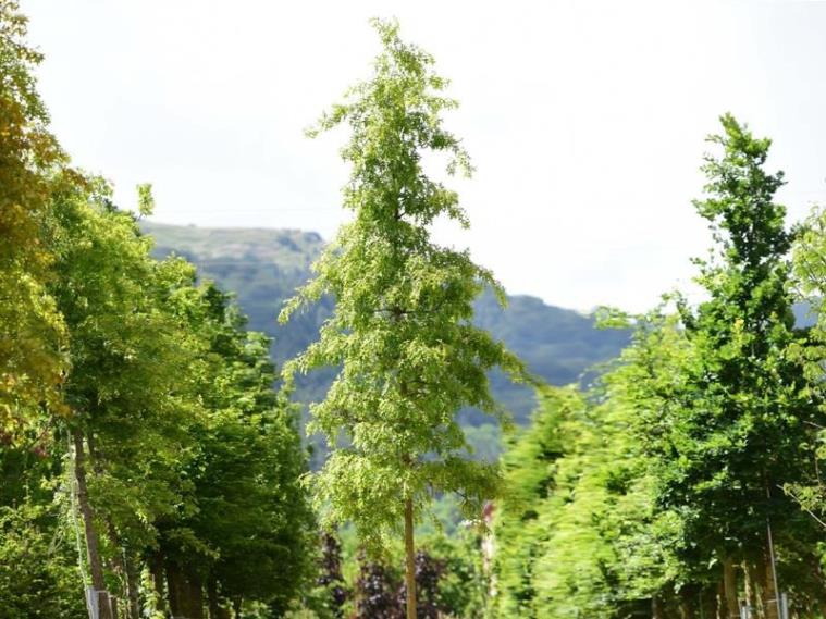  Bataklık Meşesi – Quercus palustris