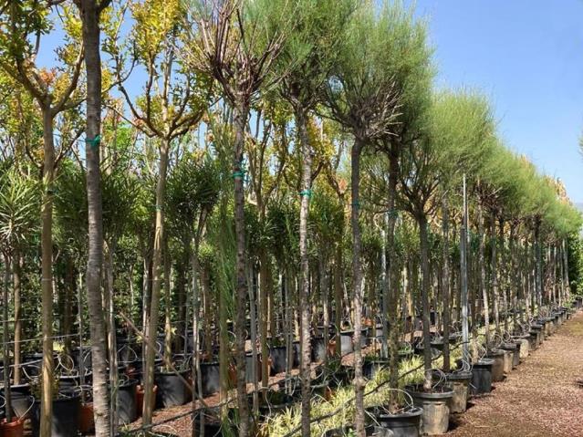  Ilgın Ağacı – Tamarix