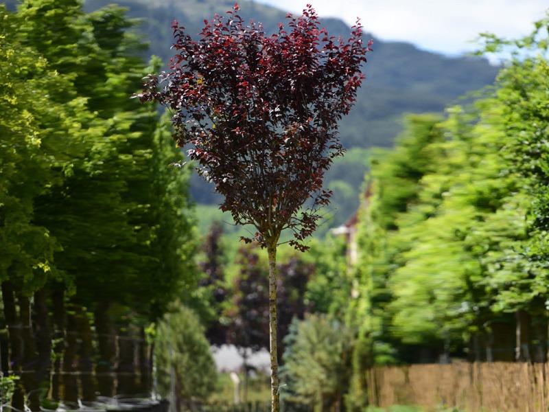  Süs Eriği – Prunus Cerasifera