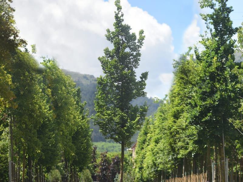  Gürgen – Carpinus betulus