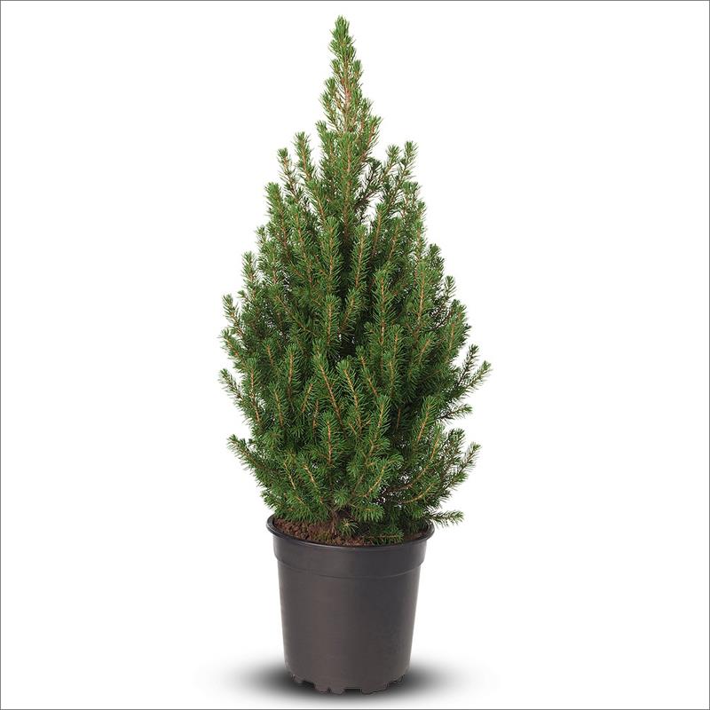  Dağ Çamı – Mugo