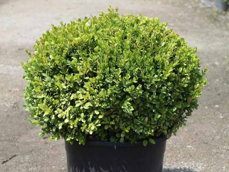  Şimşir Çalısı – Buxus sempervirens Rotundifolia