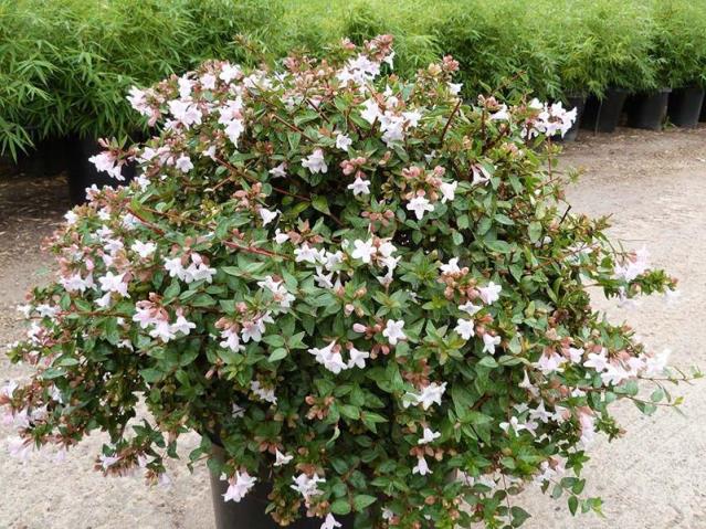  Abelya - Abelia grandifolia