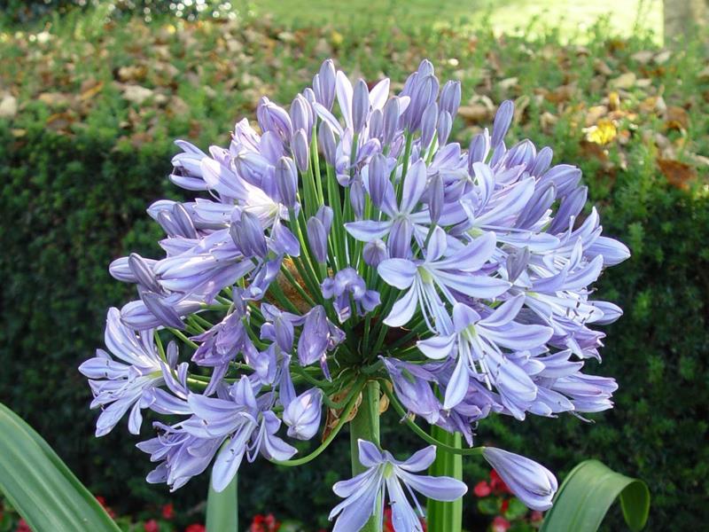  Agapantus – Agapanthus africanus