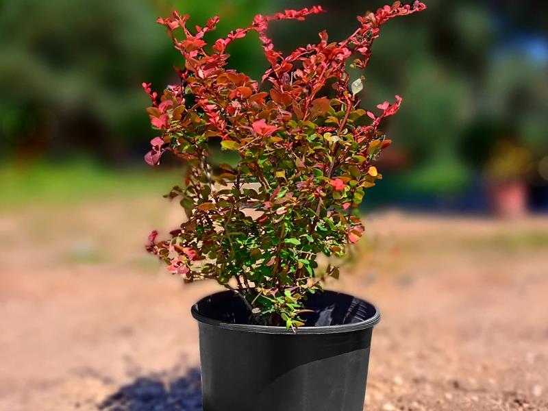  Kadın Tuzluğu - Berberis thunbergii