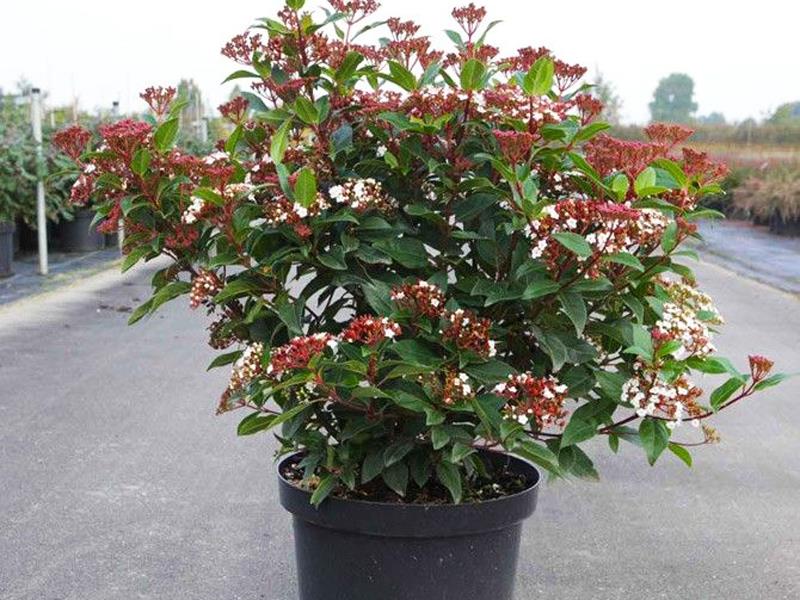  Kartopu tinus – Viburnum tinus