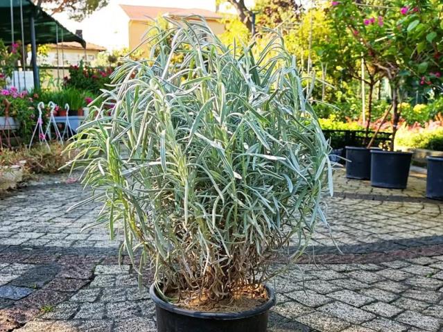  Lavanta – Lavandula officinalis