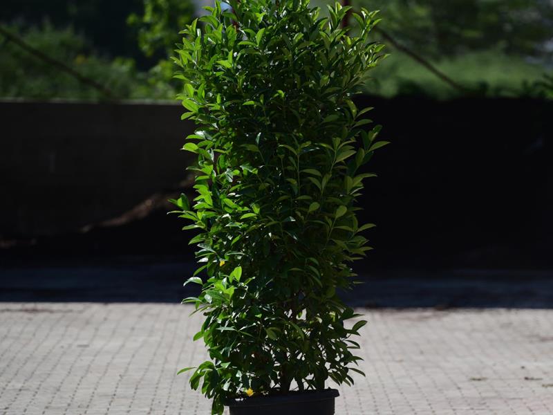  Kartopu Lucidum – Viburnum lucidum