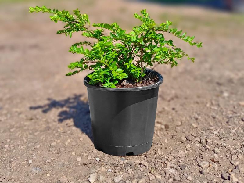  Hanımeli – Lonicera