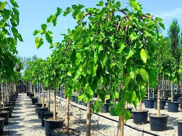  Ters Dut – Morus nigra Pendula