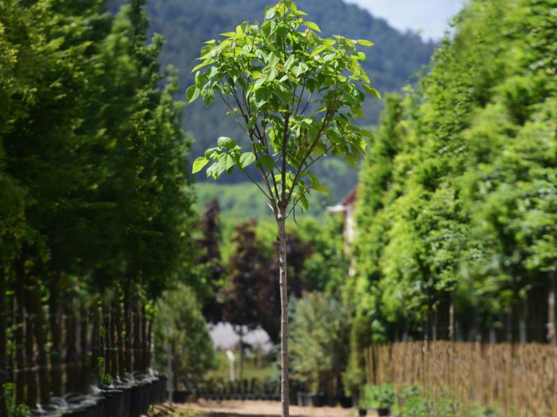 Katalpa Ağacı – Catalpa bignonioides