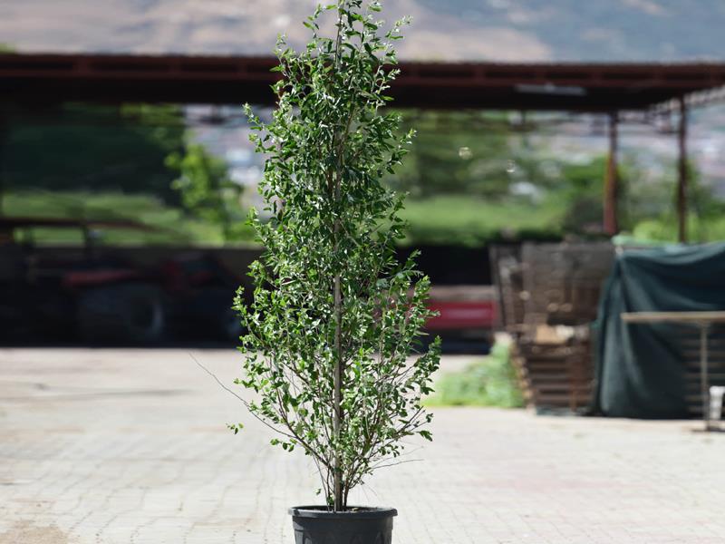  Süs iğdesi - Elaeagnus angustifolia