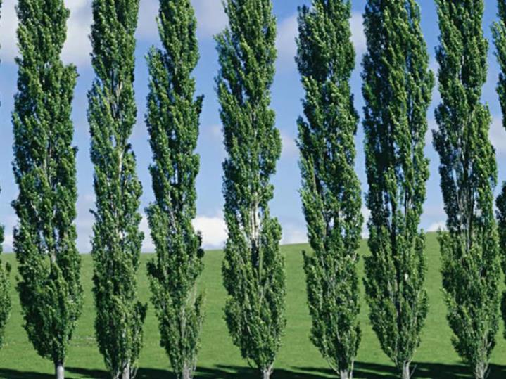  Kavak Ağacı - Populus