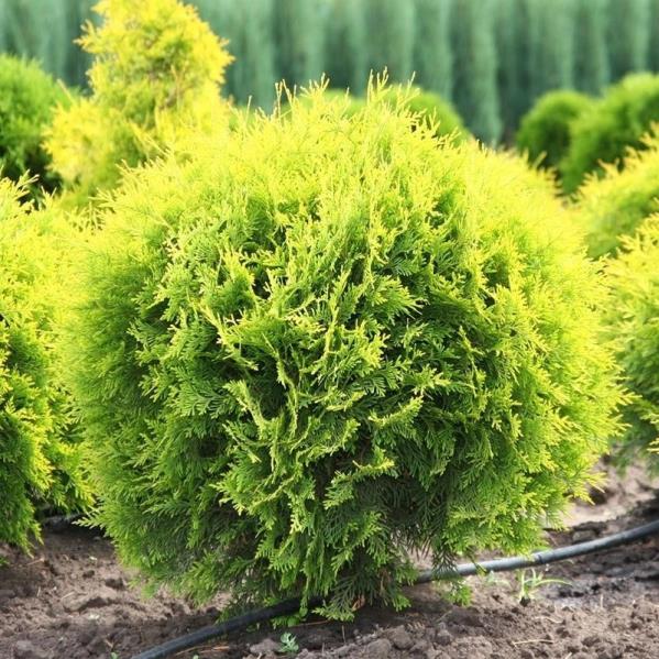  Top Mazı – Thuja Orientalis Compacta Nana