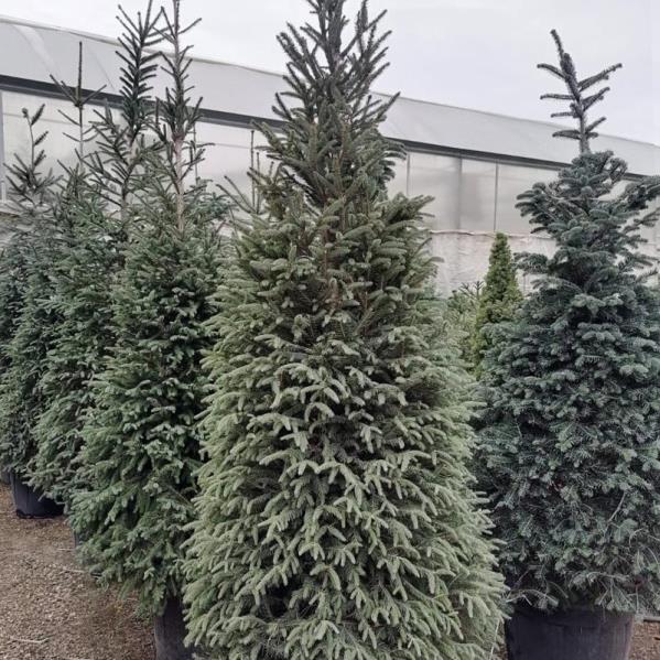  Batı Ladini – Picea abies