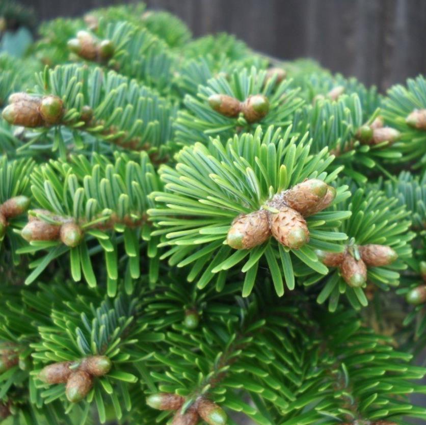 Doğu Karadeniz Göknar – Abies nordmanniana