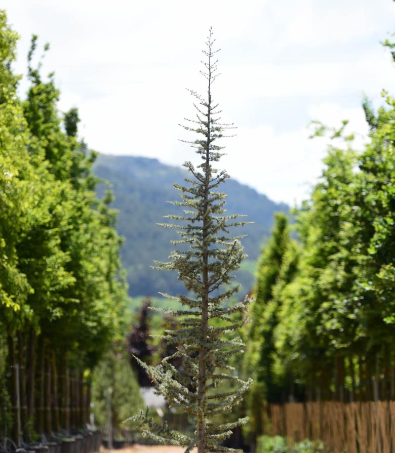 Atlas Sediri – Cedrus atlantica