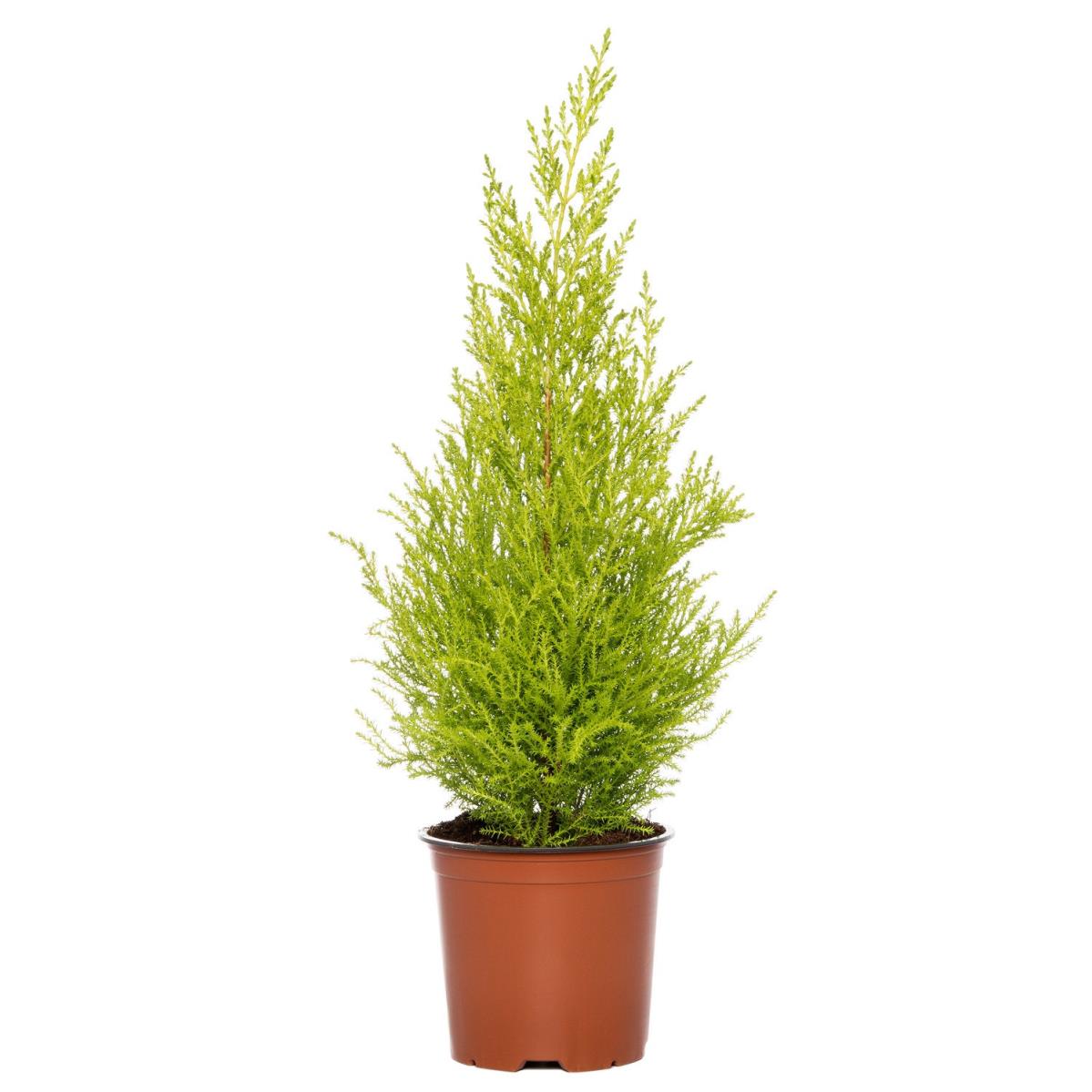  Limoni Servi - Cupressus macrocarpa