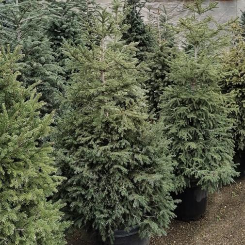  Batı Ladini – Picea abies