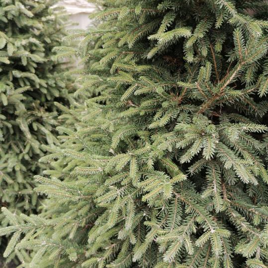  Batı Ladini – Picea abies