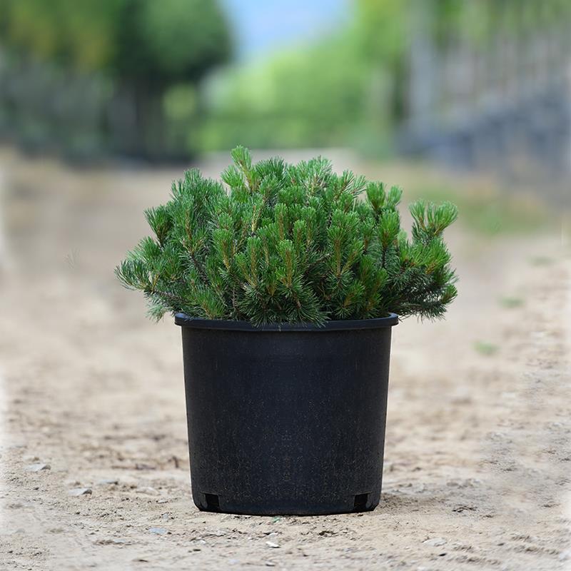  Dağ Çamı – Mugo