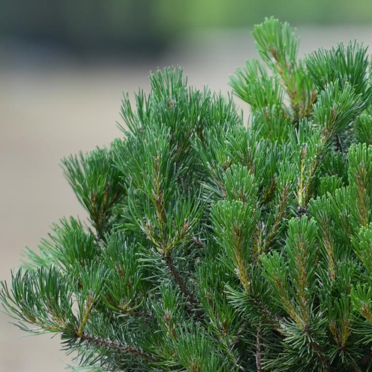  Dağ Çamı – Mugo