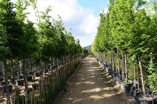  Gürgen – Carpinus betulus