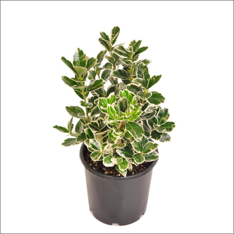 Kathy Taflan – Euonymus japonicus Kathy