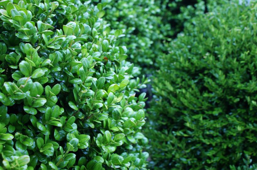  Şimşir Çalısı – Buxus sempervirens Rotundifolia
