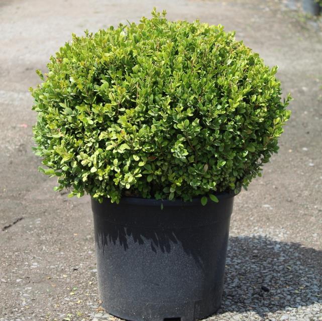 Şimşir Çalısı – Buxus sempervirens Rotundifolia