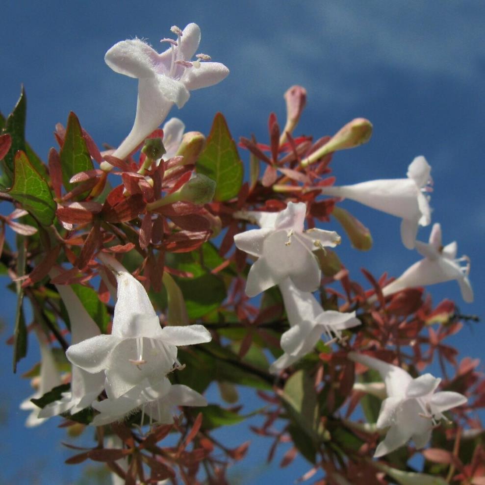  Abelya - Abelia grandifolia