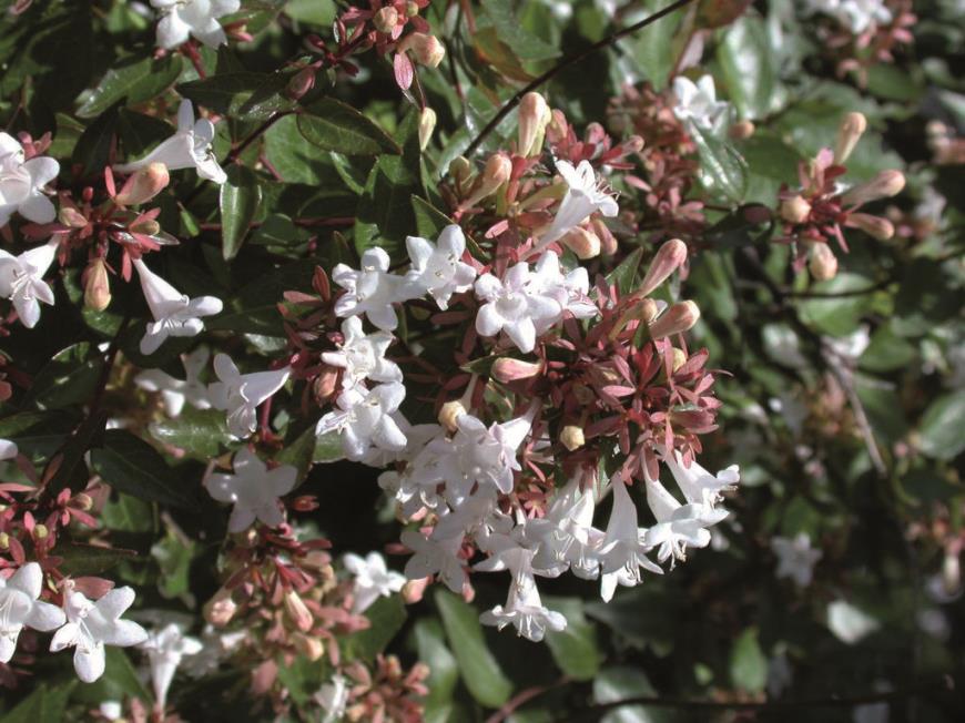  Abelya - Abelia grandifolia