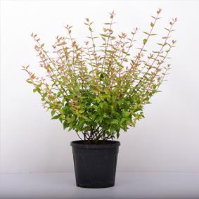  Abelya - Abelia grandifolia