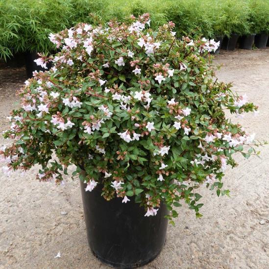  Abelya - Abelia grandifolia