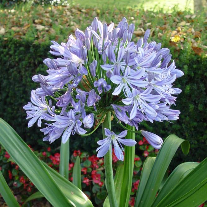  Agapantus – Agapanthus africanus