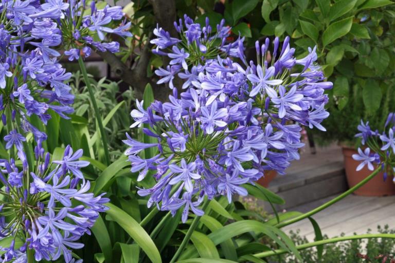  Agapantus – Agapanthus africanus