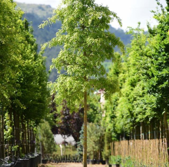 Doğu çınarı - Platanus orientalis