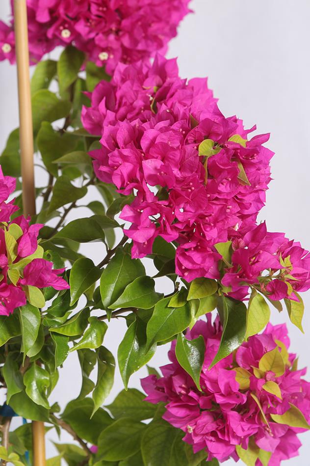 Begonvil – Bougainvillea