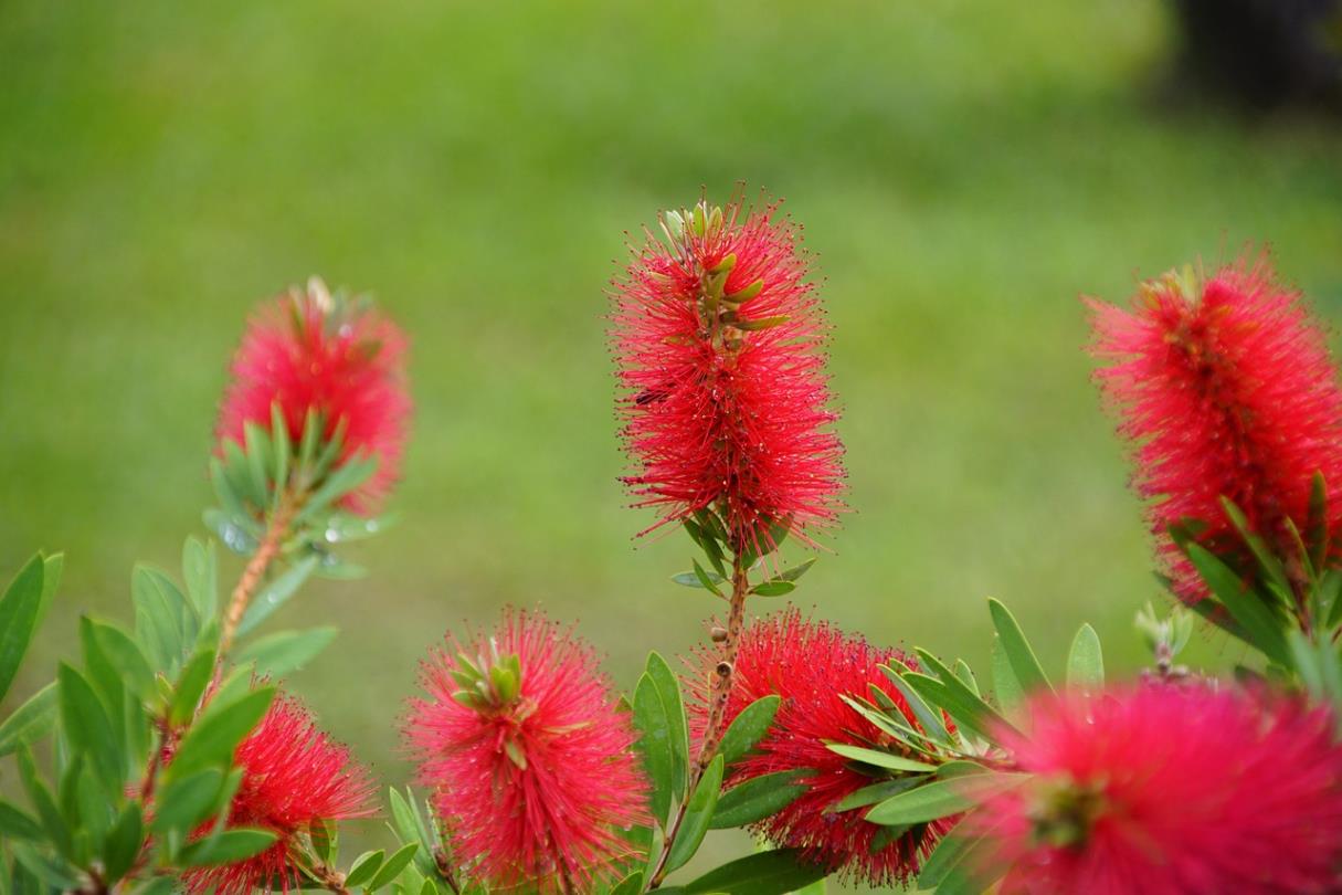  Fırça Çalısı – Callistemon citrinus