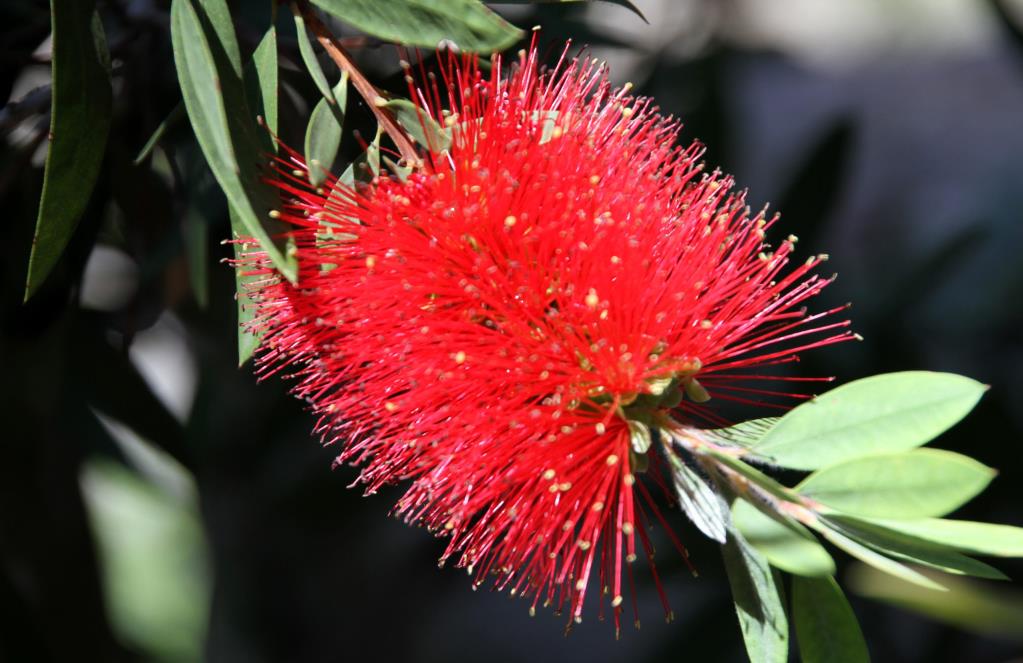  Fırça Çalısı – Callistemon citrinus