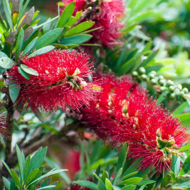  Fırça Çalısı – Callistemon citrinus