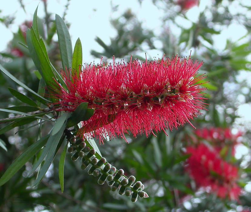  Fırça Çalısı – Callistemon citrinus