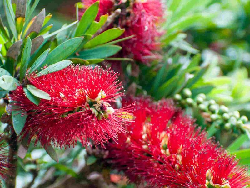  Fırça Çalısı – Callistemon citrinus