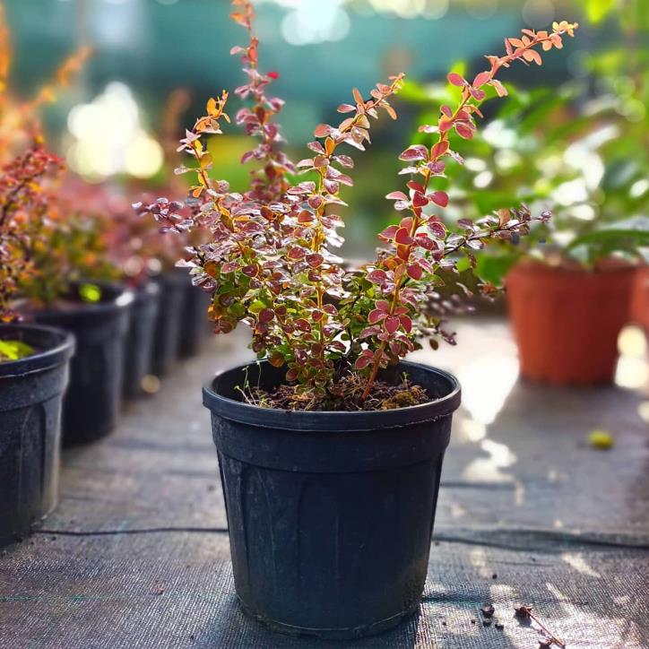  Kadın Tuzluğu - Berberis thunbergii