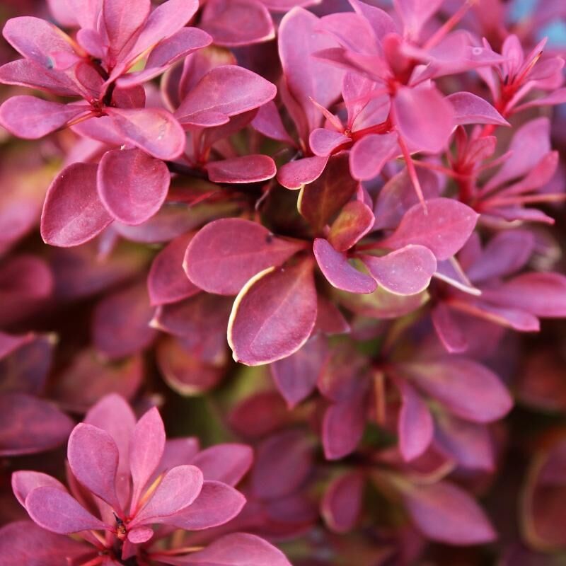  Kadın Tuzluğu - Berberis thunbergii