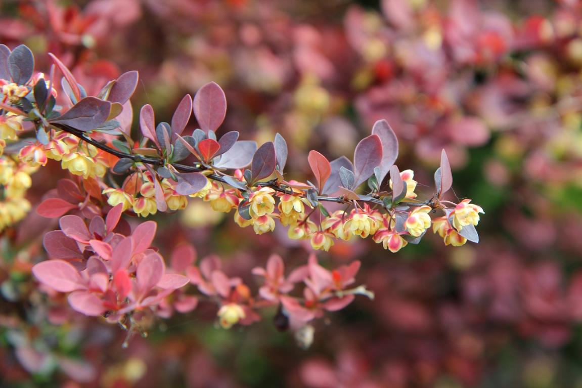  Kadın Tuzluğu - Berberis thunbergii