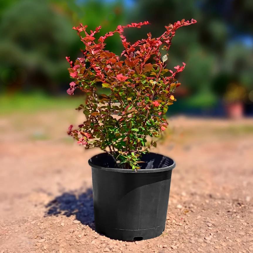  Kadın Tuzluğu - Berberis thunbergii