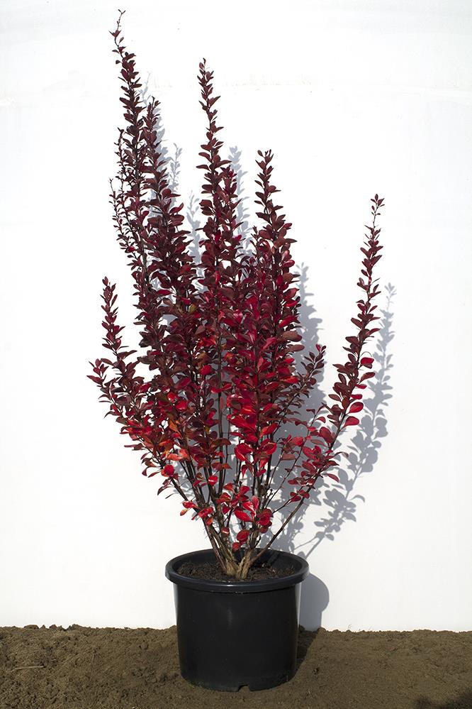  Kadın Tuzluğu - Berberis thunbergii