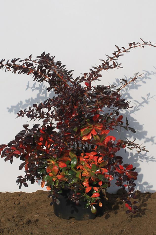  Kadın Tuzluğu - Berberis thunbergii