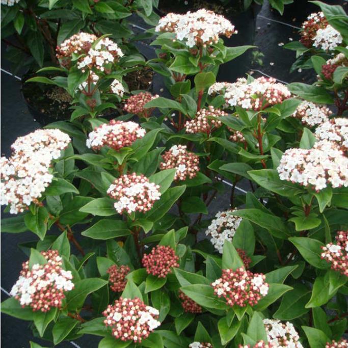  Kartopu tinus – Viburnum tinus